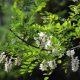 咏槐